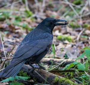 crows-eat-in-the-wild