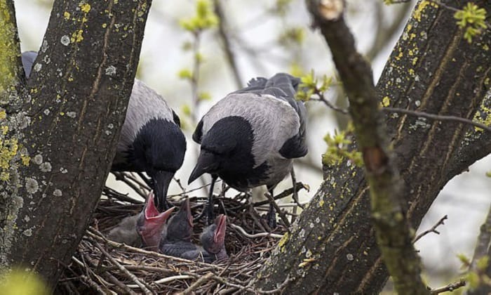 crows-eat-salted-peanuts