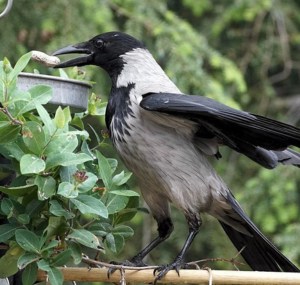 feed-crows