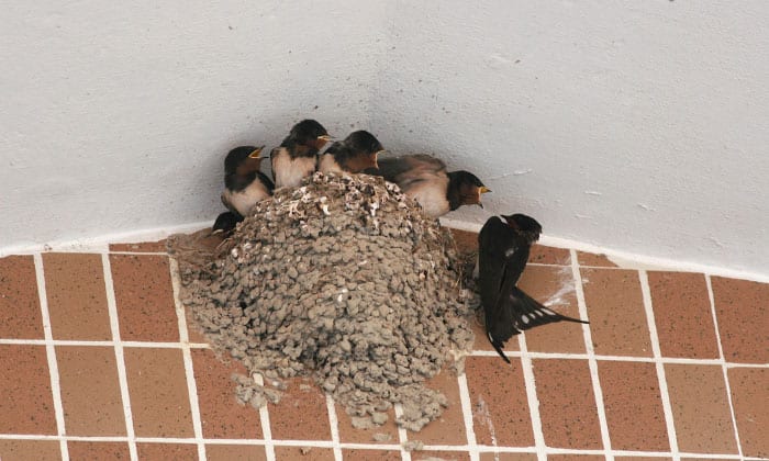 get-rid-of-mud-swallow-birds