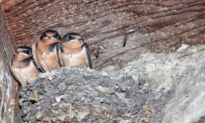 getting-rid-of-barn-swallows