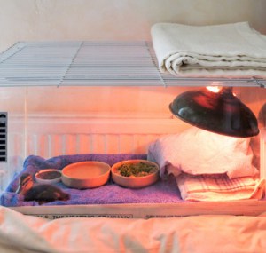 heat-lamp-for-baby-birds