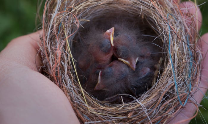 help-baby-birds