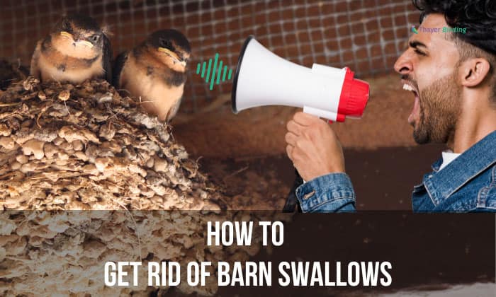 how to get rid of barn swallows