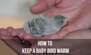 how to keep a baby bird warm