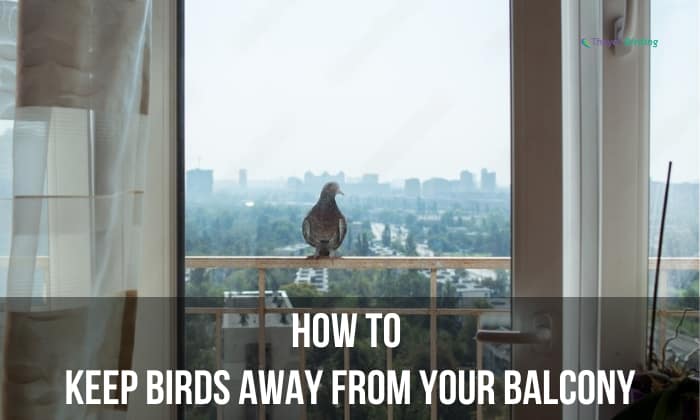 how to keep birds away from your balcony
