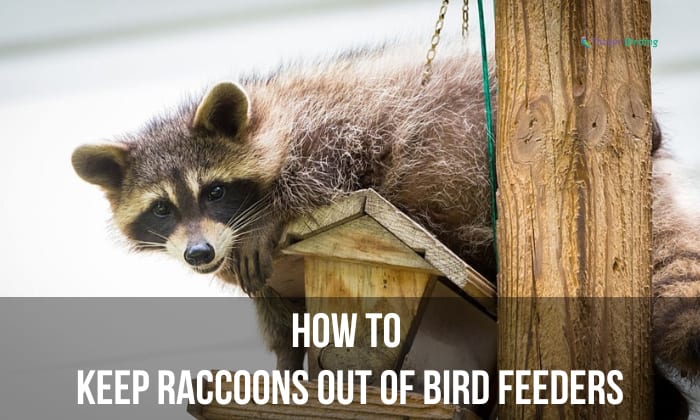 how to keep raccoons out of bird feeders