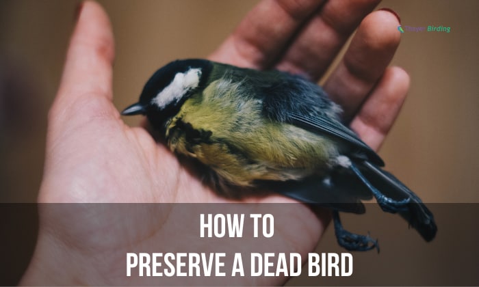 how to preserve a dead bird