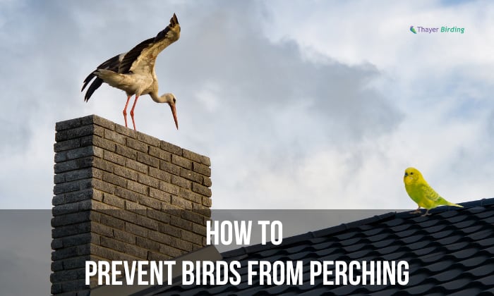 how to prevent birds from perching