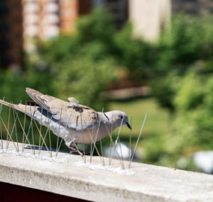 How to Keep Birds Away (5 Visual Deterrents that Scare Birds Away