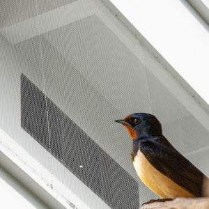 keeping-barn-swallows-away