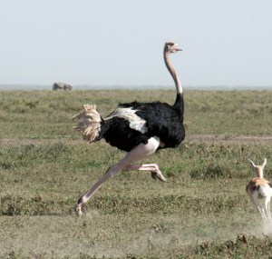 largest-bird-of-prey-in-the-world
