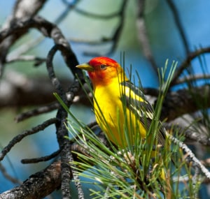 little-yellow-birds-with-black-wings