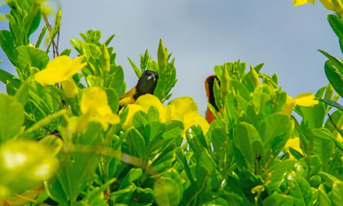 oriole-yellow-and-black-bird