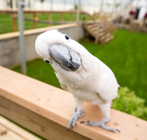 parrots-dance-to-music