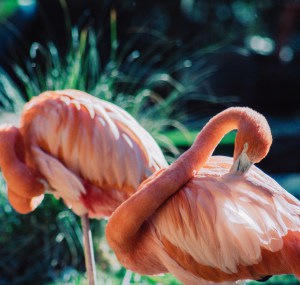 preening-behavior