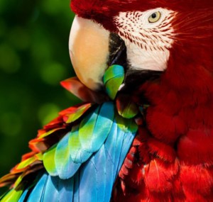 preening-feathers