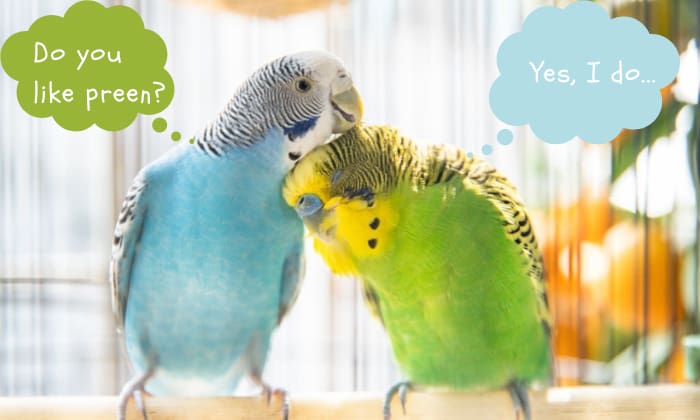 What is Preening in Birds? Why & How Do Birds Preen? (2023)