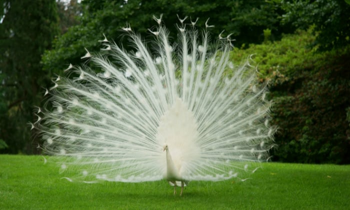 see-a-white-bird-at-night