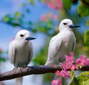 seeing-a-white-dove