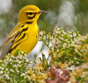 small-black-and-yellow-birds