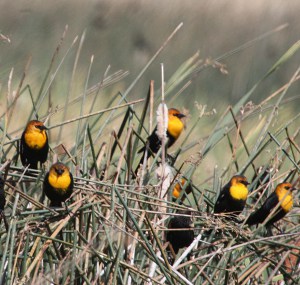 small-yellow-bird-with-black-wings