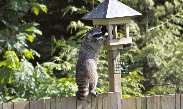 steel-raccoon-baffle