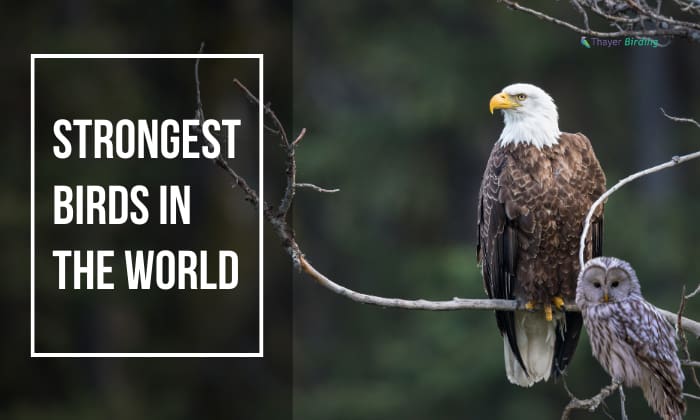 strongest birds in the world