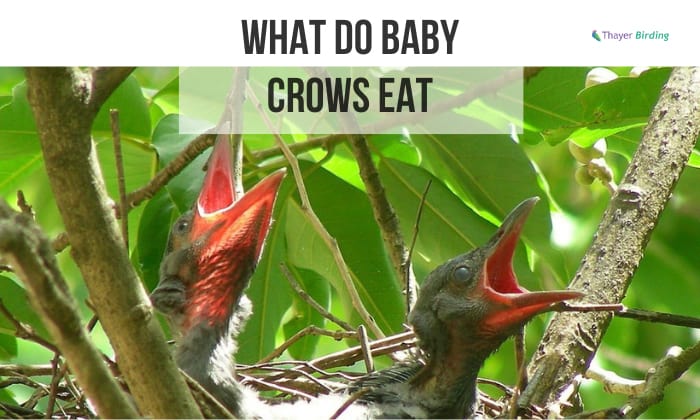 what do baby crows eat
