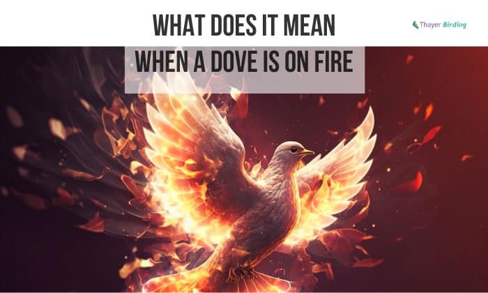 what does it mean when a dove is on fire