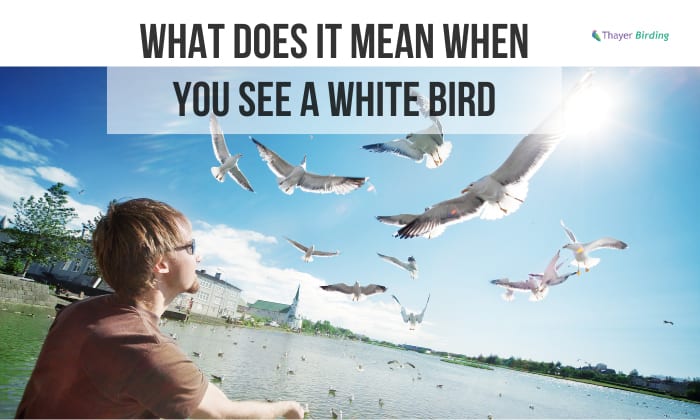 what does it mean when you see a white bird