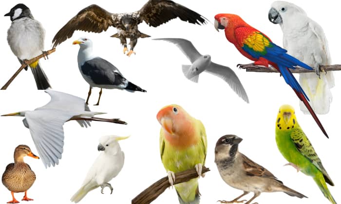 Bird Classification The Only Guide You Will Need homemade-bird-feeder-save-our-green