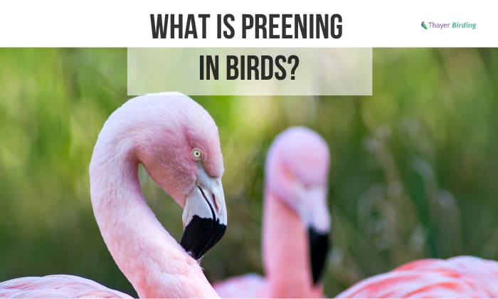 what is preening in birds