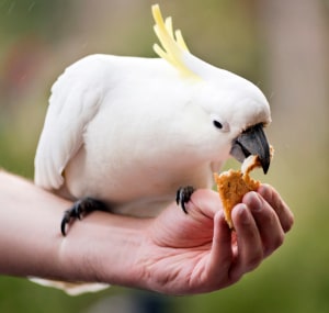 white-bird-flying-at-night