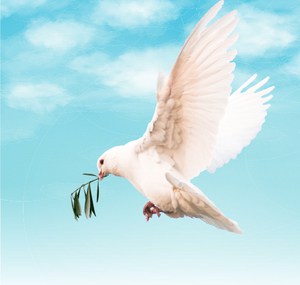 white-bird-flying-meaning