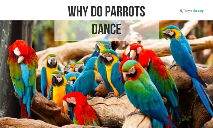 why do parrots dance