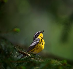 yellow-and-black-bird-ohio