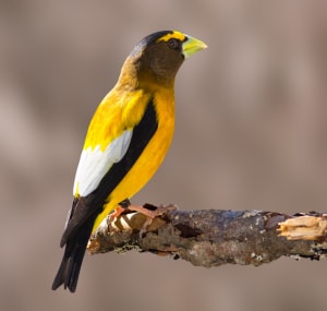 yellow-bird-with-black-stripe