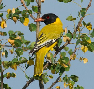 yellow-birds-in-ohio