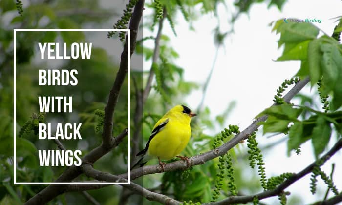 yellow birds with black wings