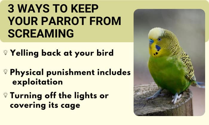 3-ways-to-keep-your-parrot-from-screaming