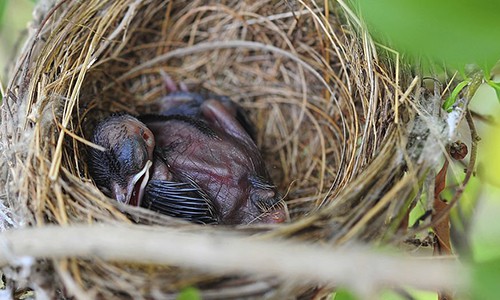 Baby-birds-have-little-energy