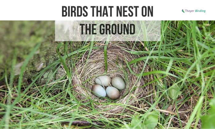 Birds That Nest on the Ground