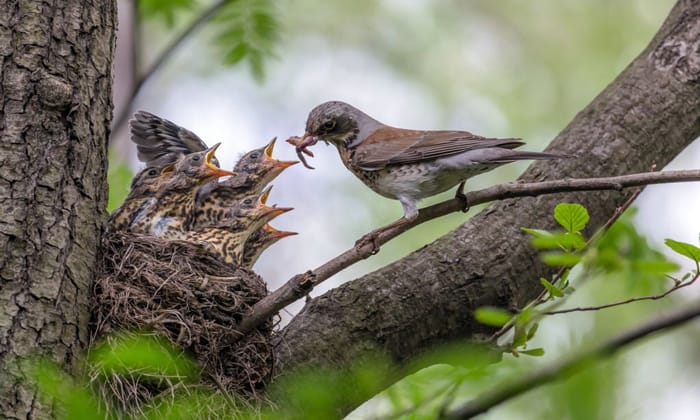 Care-for-Starving-Baby-Birds