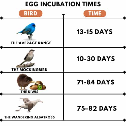 Each-species-has-its-own-incubation-pattern