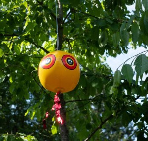 Hang-garden-balls--to-scare-birds-away