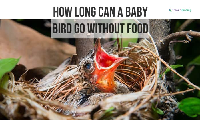 How Long Can a Baby Bird Go Without Food