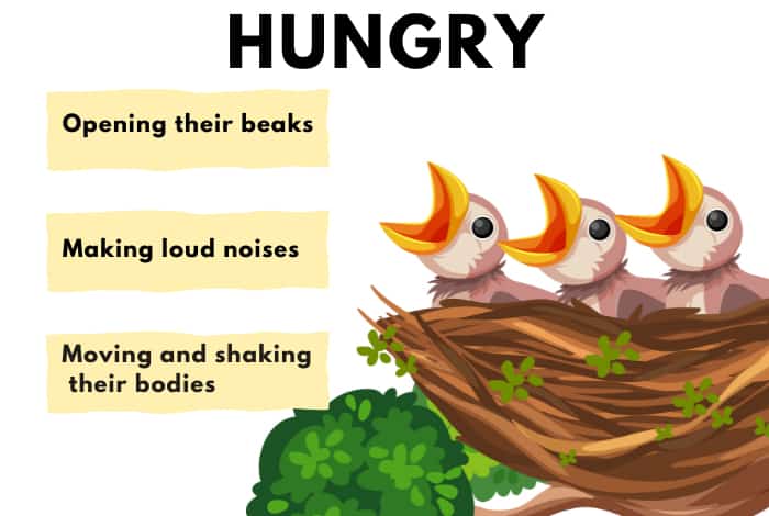 Hungry-Baby-Bird