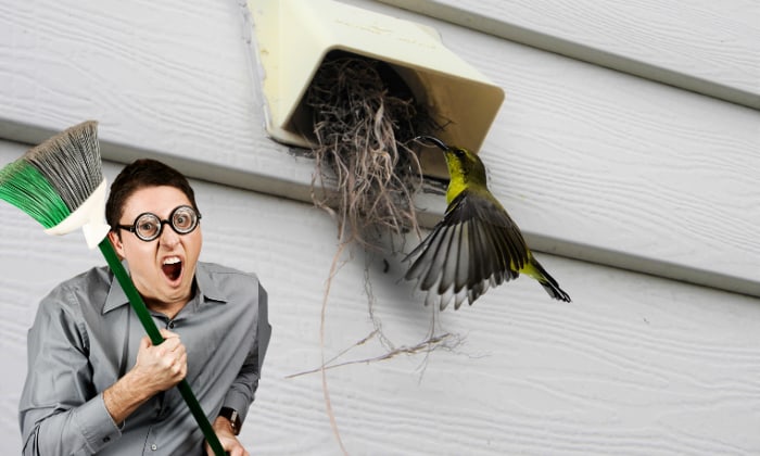 I-dont-want-bird-trapped-in-dryer-vent