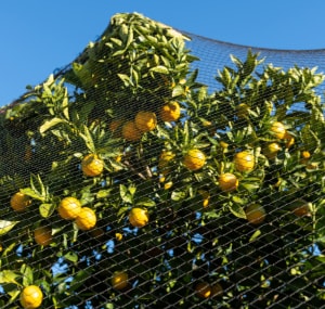 Install-nets-to-stop-birds-sitting-in-my-tree